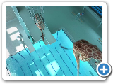 High Diving Giraffes